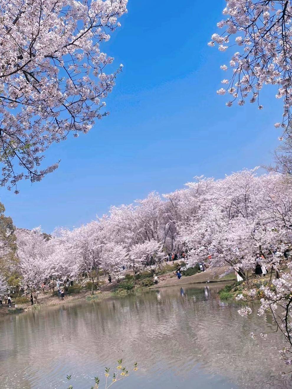 因"樱花开得太美"走红的景点