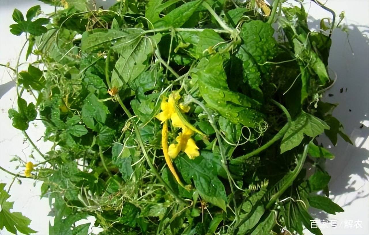 原产印度,有人每天都吃,却不知价值高,被誉为"天然胰岛素"_苦瓜_功效