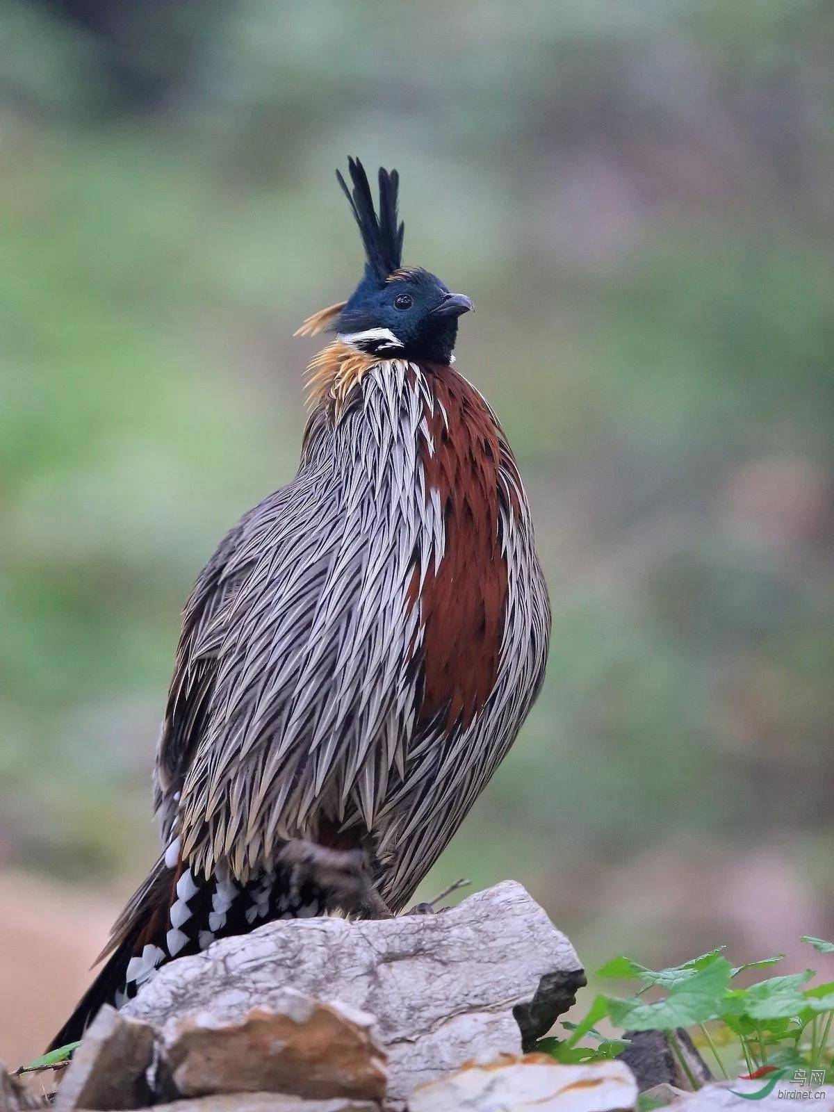 山鸡,野鸡,石鸡你能区分它们吗