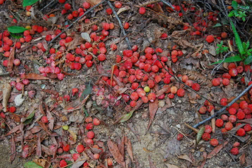 这种"没皮"的水果!在国内无人问津,出口国外却成"抢手货"
