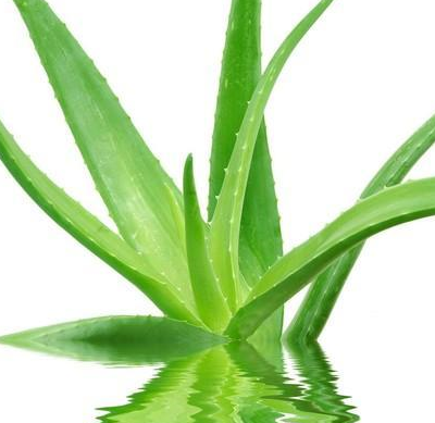 芦荟的功效和作用基于以上原则,寒热后咽喉