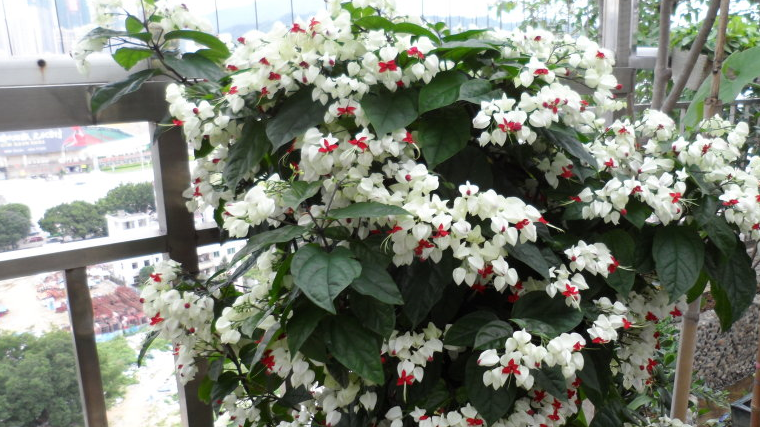 麒麟吐珠,又名龙吐珠,马鞭草科常绿灌木,属于木本植物,不是草本,其