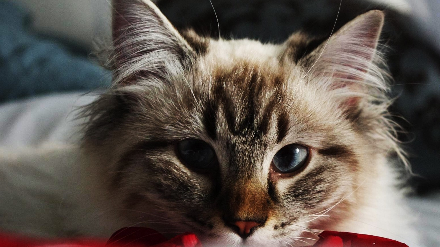 狸花猫那么优秀,为什么那么少人养呢?其实离不开这6个理由!