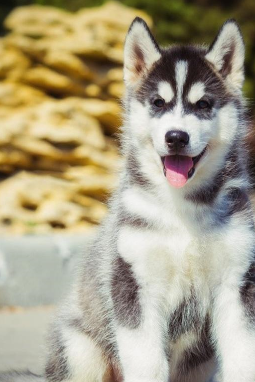 一,柯基 澳大利亚牧羊犬它有好多的种类,但是它们都具有