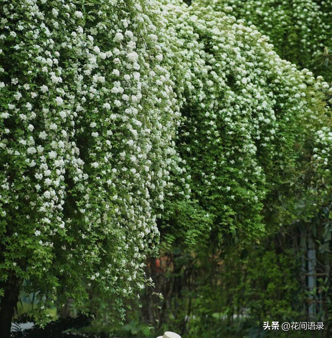 杭州这棵花开花太壮观被大家称为花王