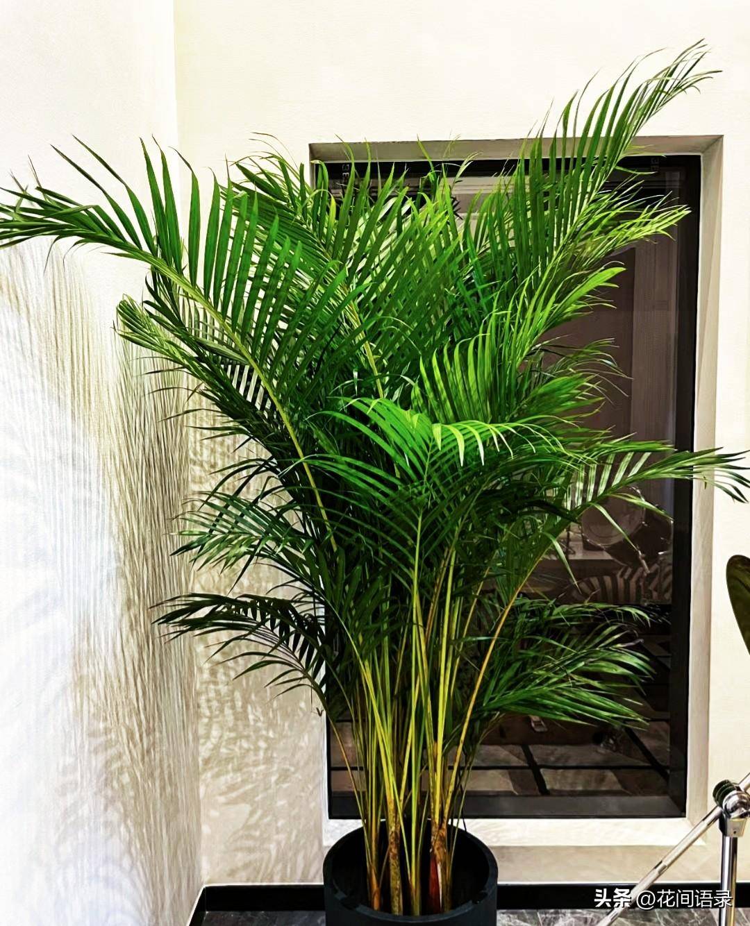 绿植,植株高大,它的叶片形似芭蕉,叶色青翠,株型典雅优美,摆放在客厅