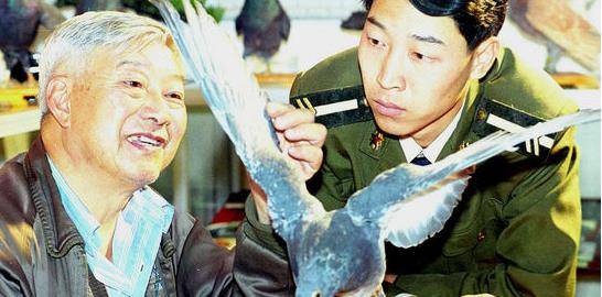 西夏利用它打败宋军,至今仍装备于强国军队_鸽子_军鸽_宋高宗