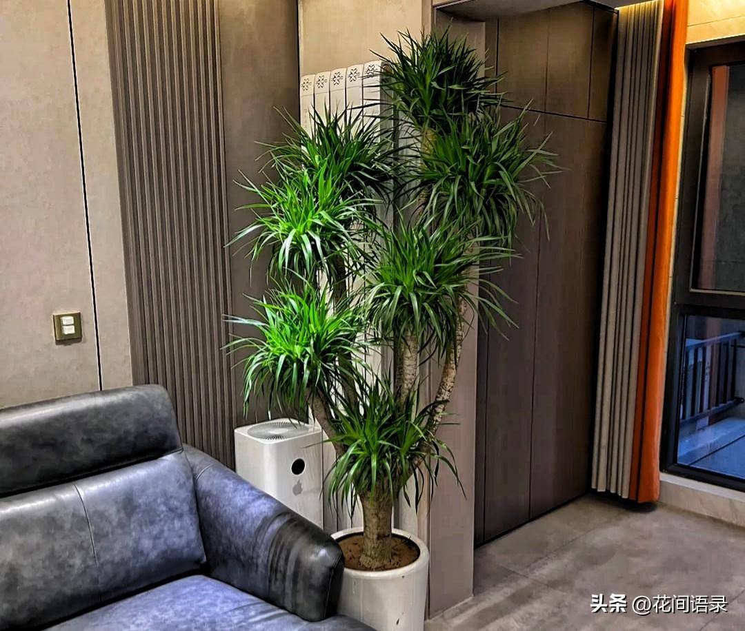 在客厅养一盆超大绿植,豪华感满满