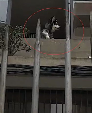 网友调戏楼上的阿拉斯加,叫它一声"兄弟",阿拉立马出来了_哈士奇_傻狗