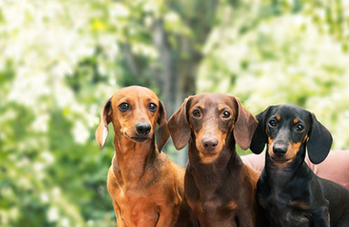 澳大利亚牧牛犬.酣畅淋漓的澳大利亚牧牛犬忠诚而勤奋.