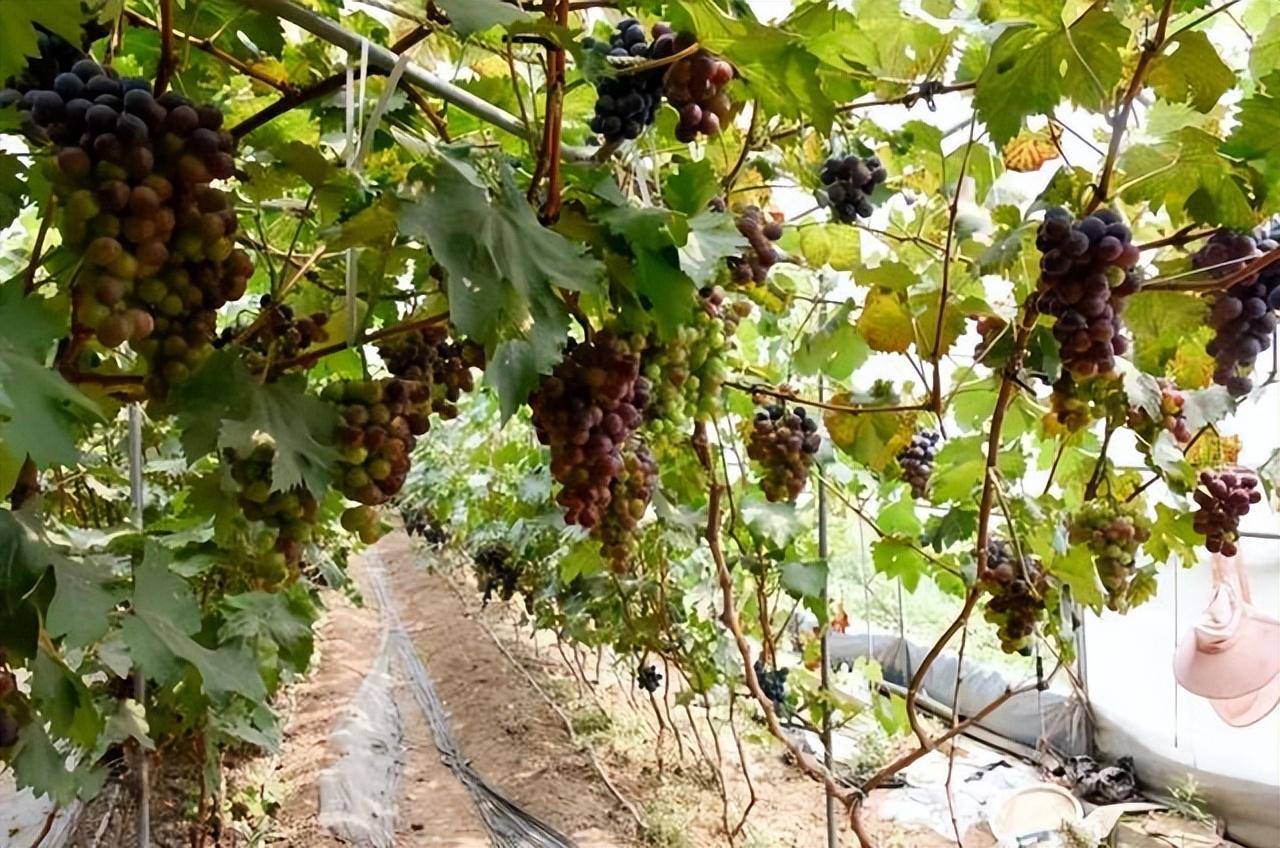 葡萄树水肥管理要施好"三肥"