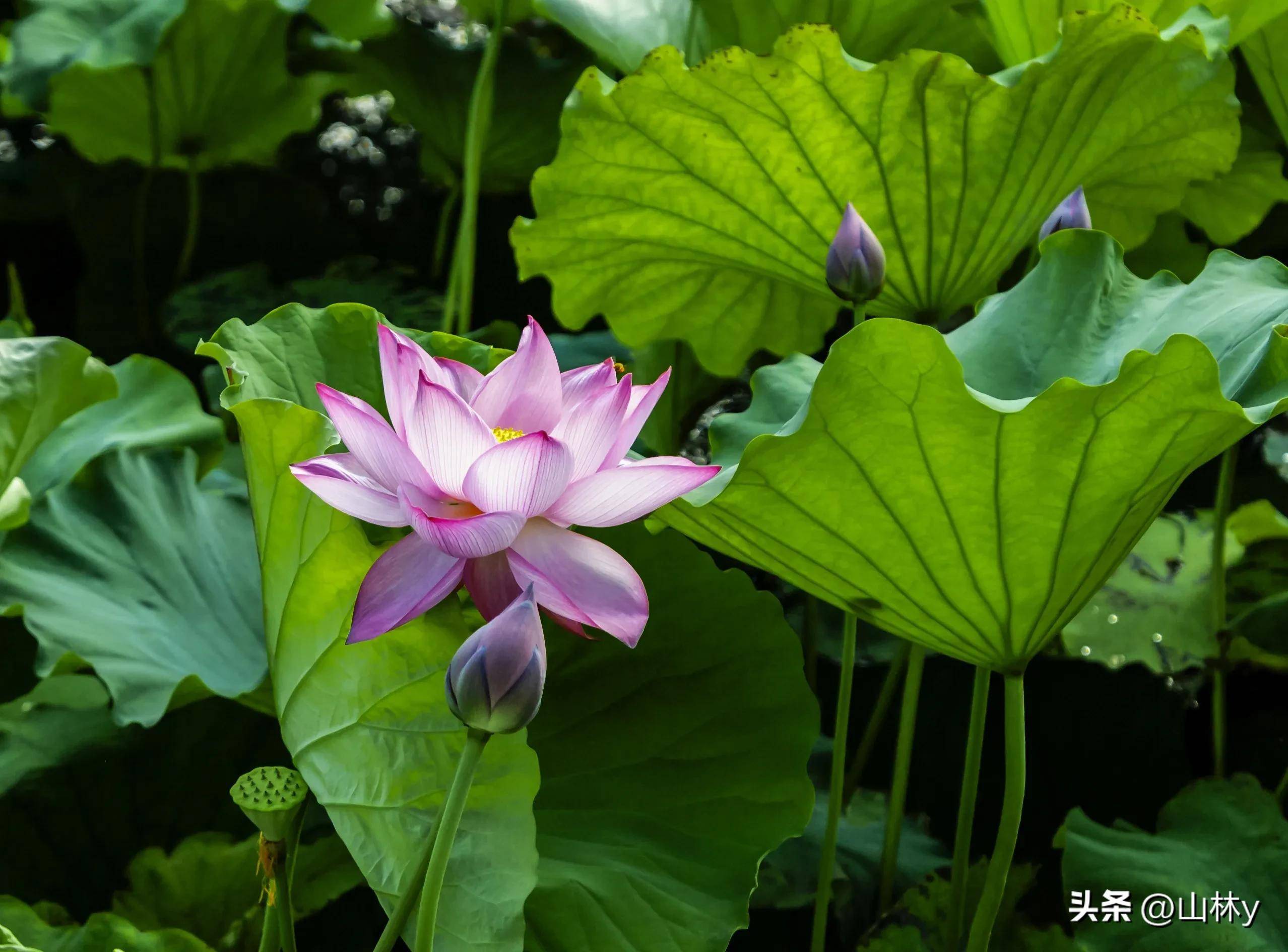 漂亮荷花图片 一朵图片