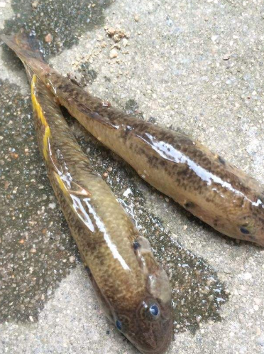 河里这种没人吃的小鱼,不足三寸长,农村人懒得吃,但味道贼鲜!