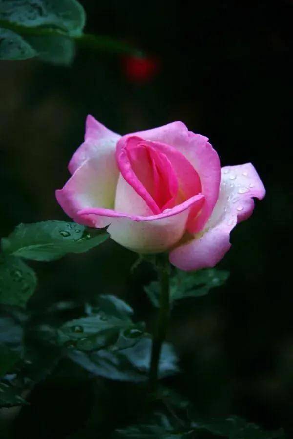 漂亮迷人的玫瑰花,美艳迷人