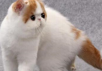 异国短毛猫除拥有浓密皮毛外,还保留了波斯猫独特的可爱表情与圆滚滚