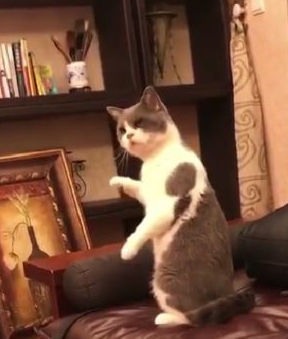 猫咪第一次听音乐,轻轻摆动小手打节拍,网友:太有音乐细胞了