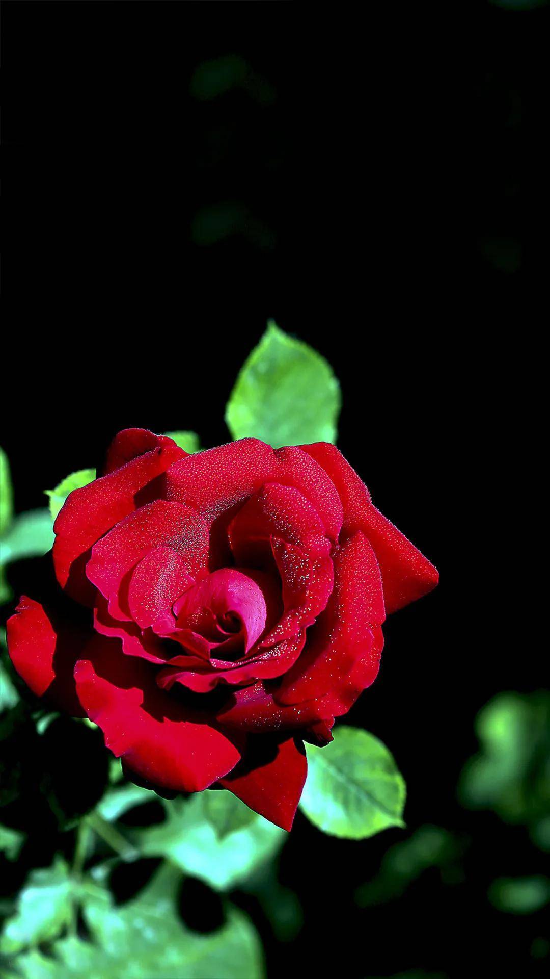 红玫瑰唯美 意境图片