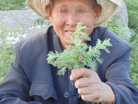 这种野菜,北方人吃不够,南方人却拿去喂猪,网友:不懂吃真可惜
