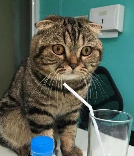 柴犬给猫咪"按摩",一脸委屈的表情,主人看这俩货哭笑不得!