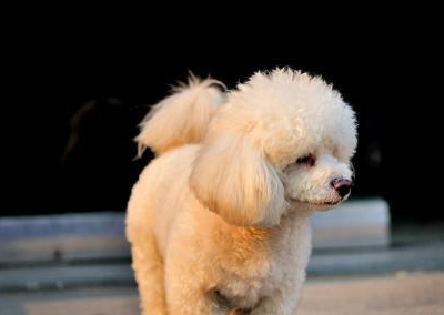 养泰迪犬最忌讳主人做这3件事,新手主人千万不能犯,一定要切记_狗狗