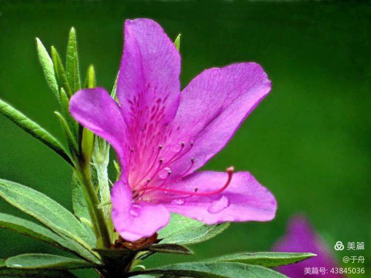 怒放的生命你用漫山遍野来展示青春的魅力开满了春夏之交的山岭满了