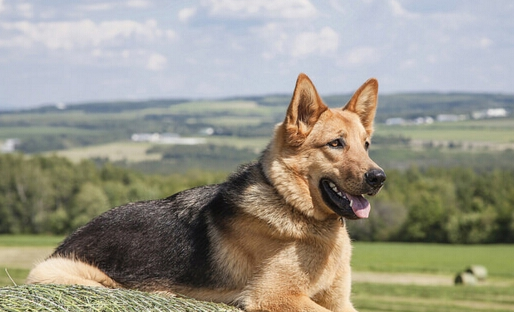 这是一只出生在奥地利的牧羊犬,是一条德牧犬
