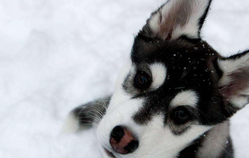 如何挑选健康的哈士奇幼犬?挑选时要注意以下八点事项!