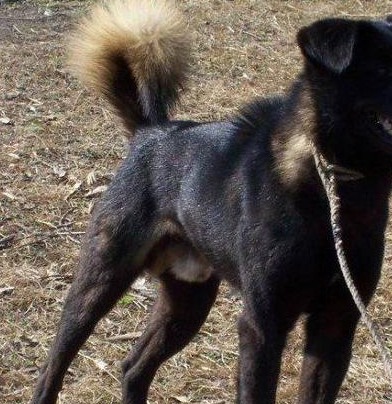 甘肃本地犬种图片