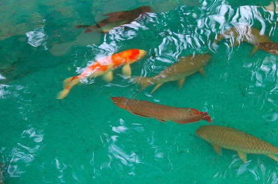 还养着一只硕大的猪鼻龟这池水也是清澈见底啊!