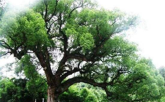 古代皇帝用来做筷子的神树,放入水中就能测毒,现在全国只剩一棵