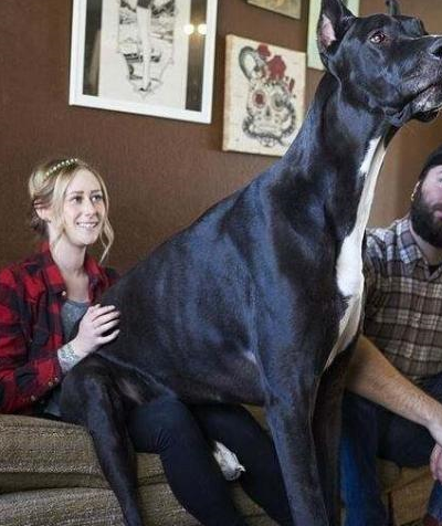 体型最大的狗排行榜图片