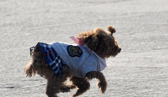 主人悠闲的骑着电动车,泰迪在后面拼命追,主人:这才是遛狗