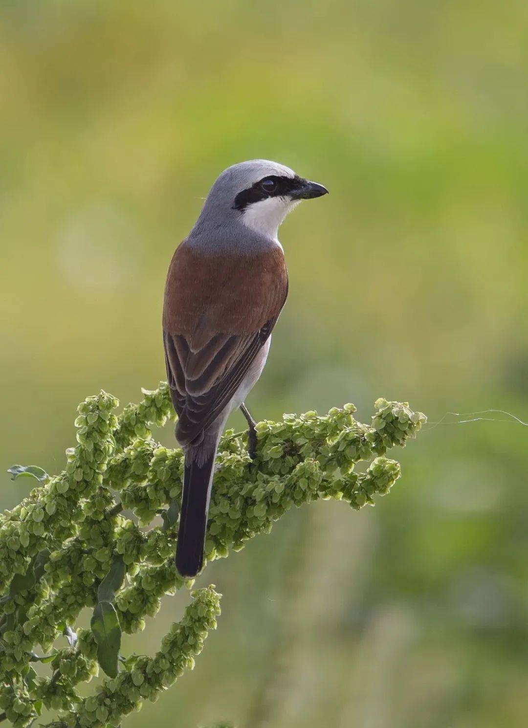初荷长出新叶,晚蔷薇愈发娇艳,喜阴的伯劳鸟于枝头低鸣,学舌鸟因感阴