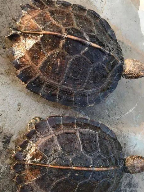 而亚洲最大的四种龟类分别是:马来西亚巨龟,黑山龟,黄头庙龟和亚洲巨