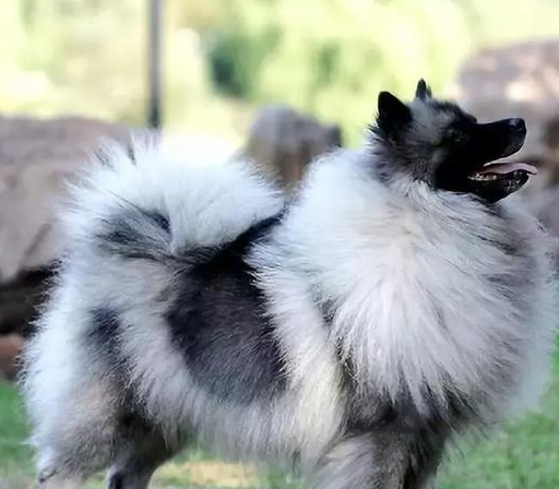 这是一个大家较为不熟悉的品种,这种狗狗也是荷兰的特产狗狗,像我国的