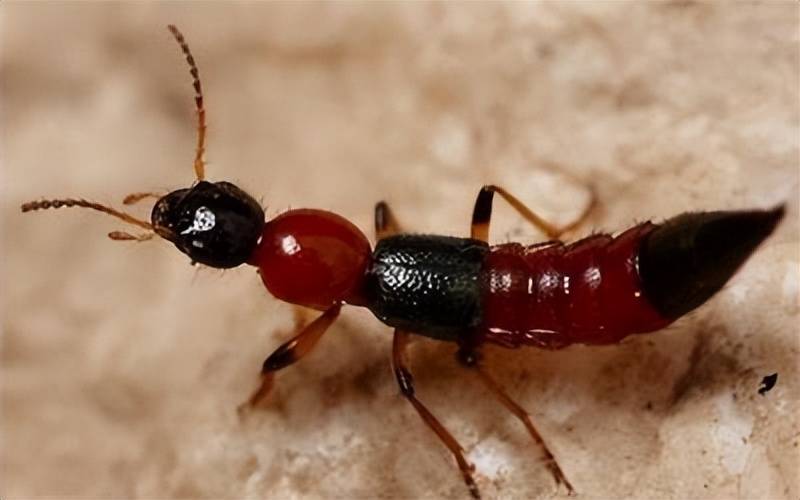 今年各地隐翅虫为什么格外多?这种虫子为何被称为飞行的硫酸?