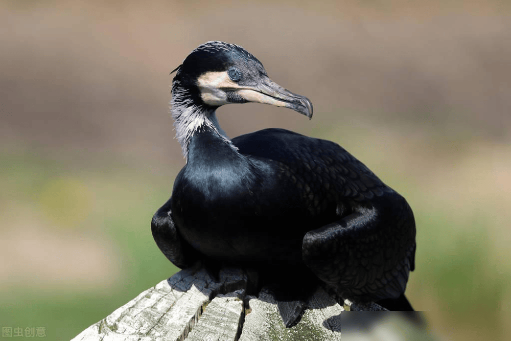 鸬鹚是怎样一种鸟类?为何要禁止"鸬鹚捕鱼",究竟有什么危害?