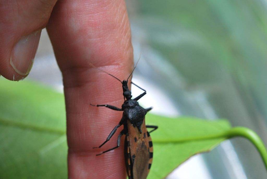 每年杀死几十万人,它和人类有仇吗?