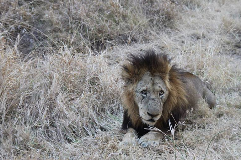传奇狮王马库鲁,从一个流浪汉,逆袭成世界上最著名的狮子