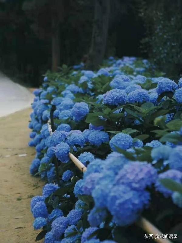 html实际上,寂照庵位于大理苍山最高峰——马龙山半山腰,几乎隐秘在