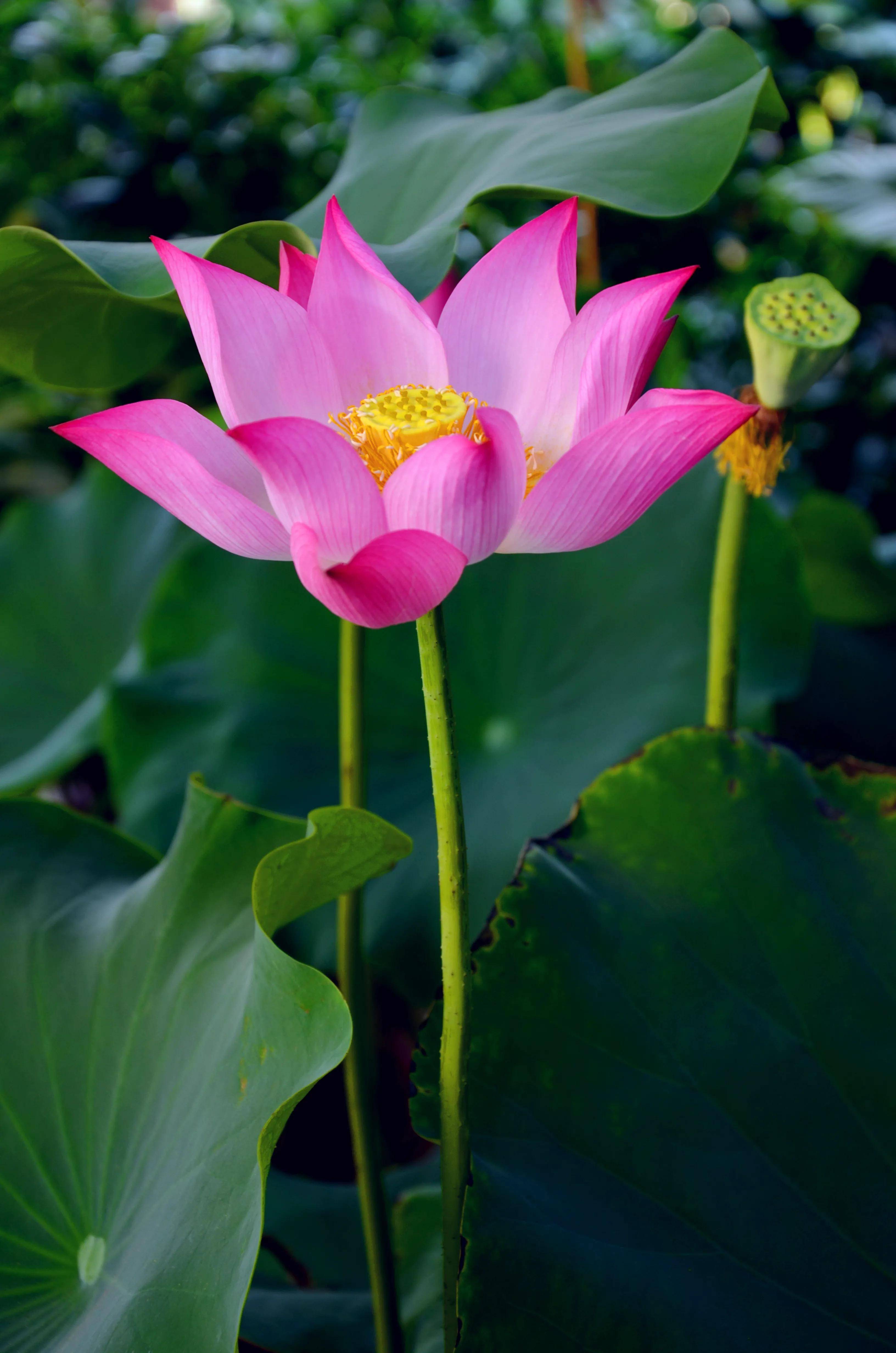 荷花长什么样子图片