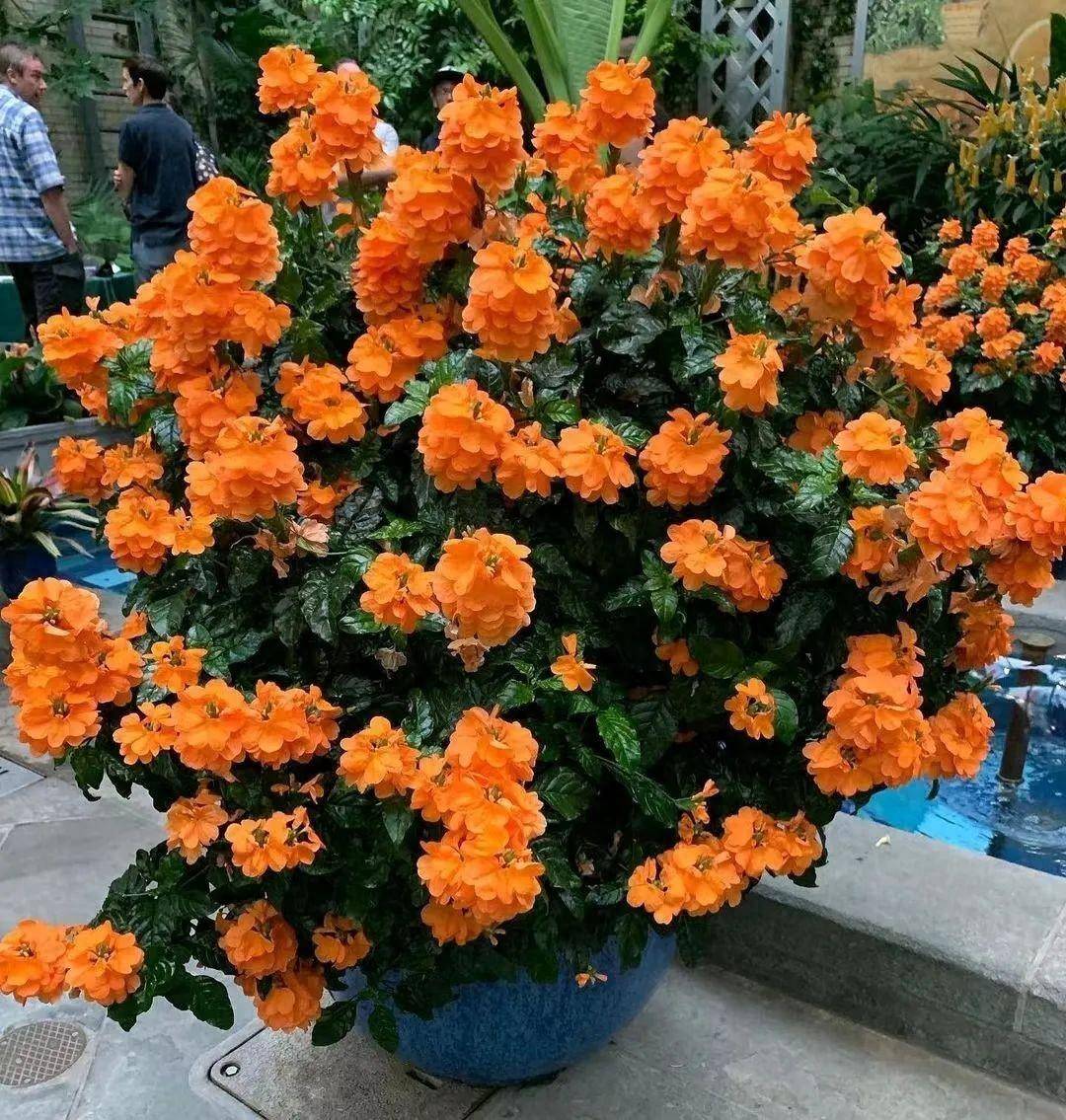 鸟尾花这草花开花太频繁