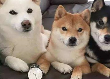 为啥柴犬表情包那么流行,现实中却很少见到柴犬?理由很简单