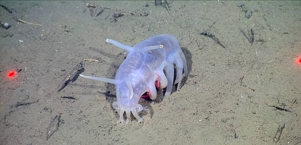 嘴巴和屁股一体的海猪,面似呆萌却无人敢惹,甘心给帝王蟹当保姆