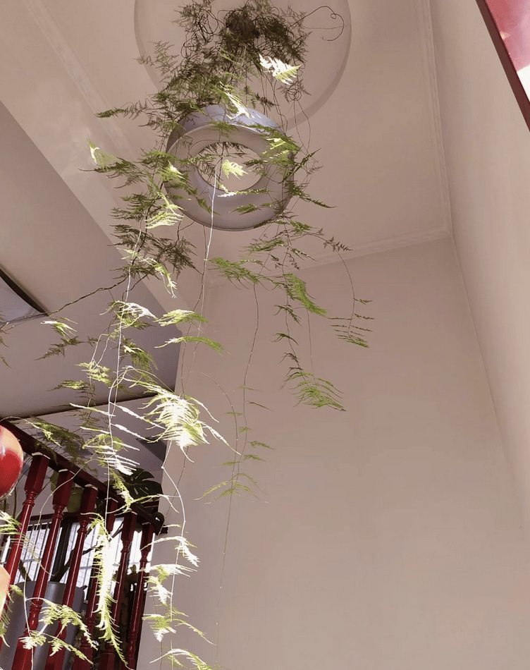 文竹"爬了几十米",爬满楼梯,缠着吊灯长