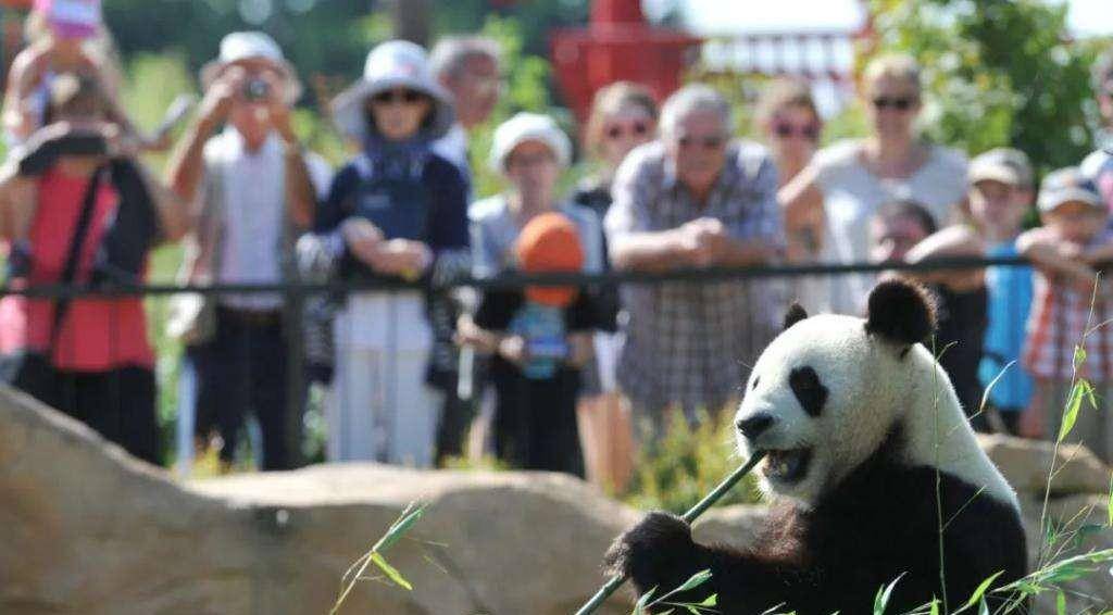 熊猫有多烧钱,1年吃700万?