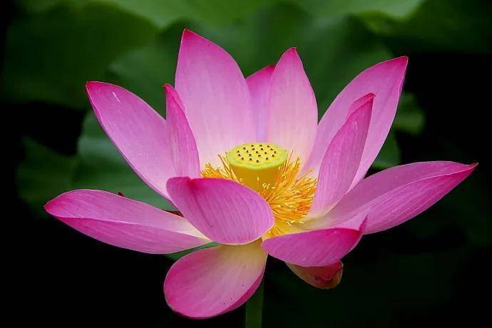 花的世界,花的海洋,芳香四溢