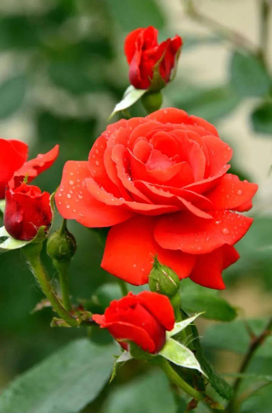 壁纸,五彩月季花