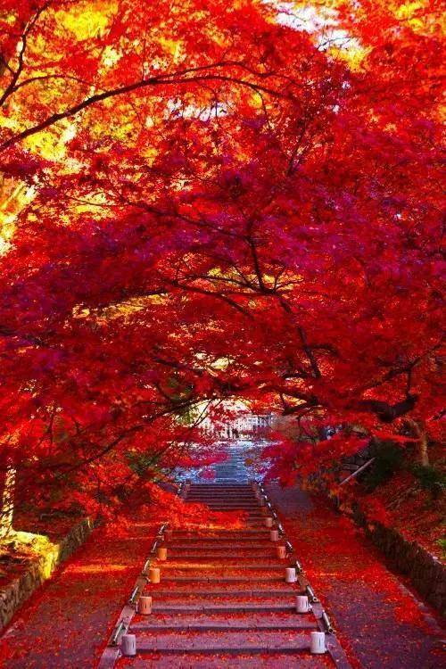 秋天红叶美景图