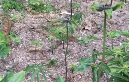 重楼_农村_人们